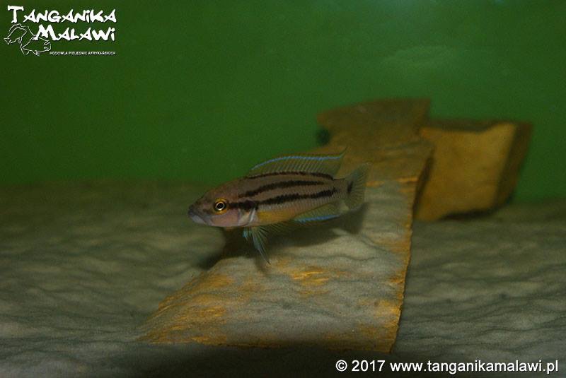 Neolamprologus bifasciatus